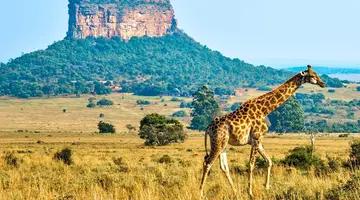Podwójne safari - RPA