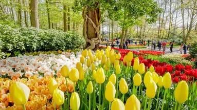 Amsterdam i tulipany z noclegiem