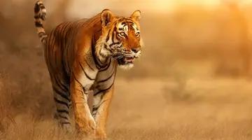Indie - Złoty Trójkąt z tygrysem