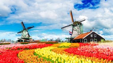 Parada Kwiatów w Holandii 7 dni