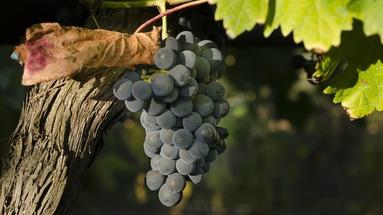Śladem morawskiego wina