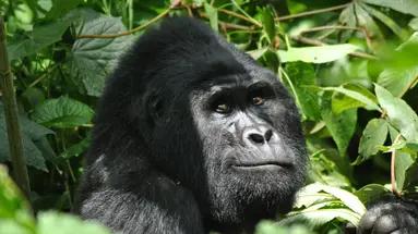 Uganda- Poznajemy goryle