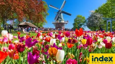Wycieczka do Amsterdamu + Parada Kwiatów Express